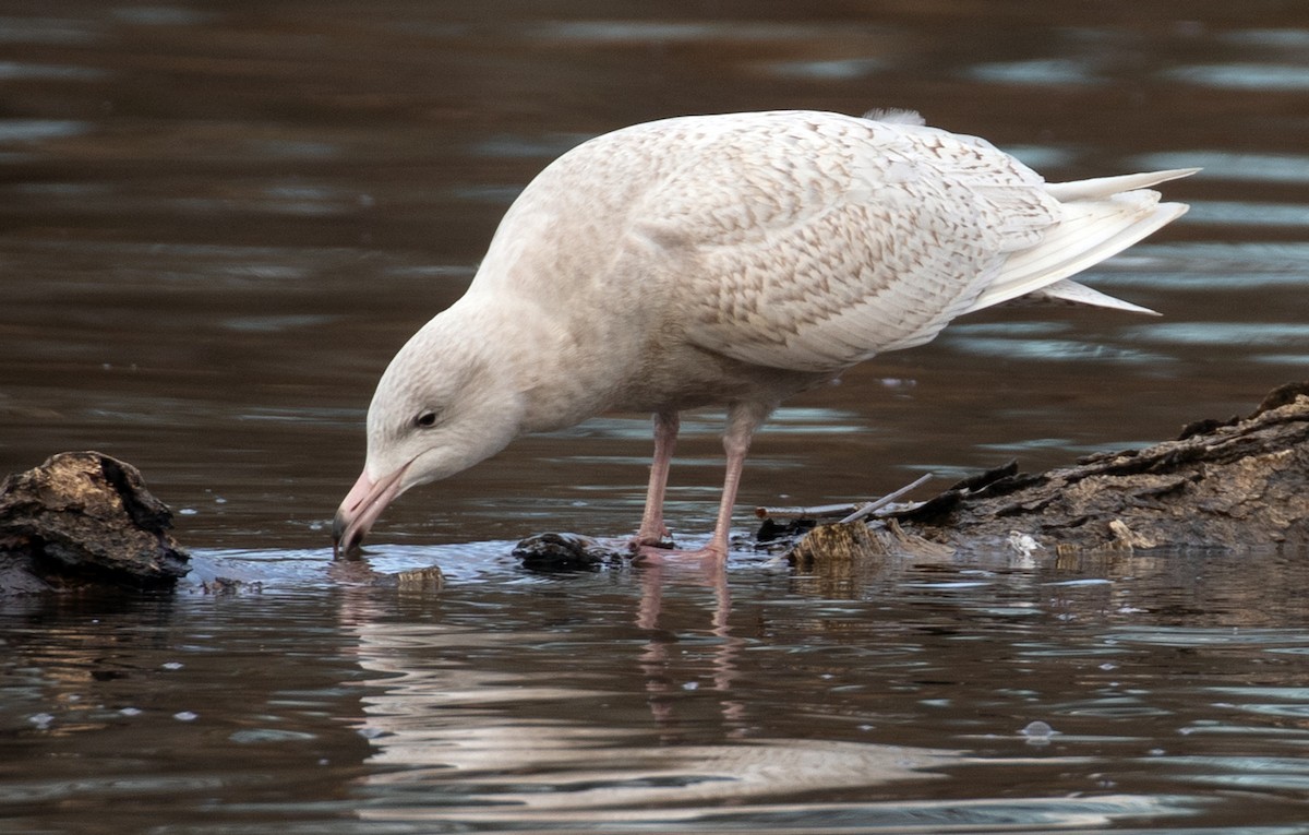 Glaucous Gull - ML647310569