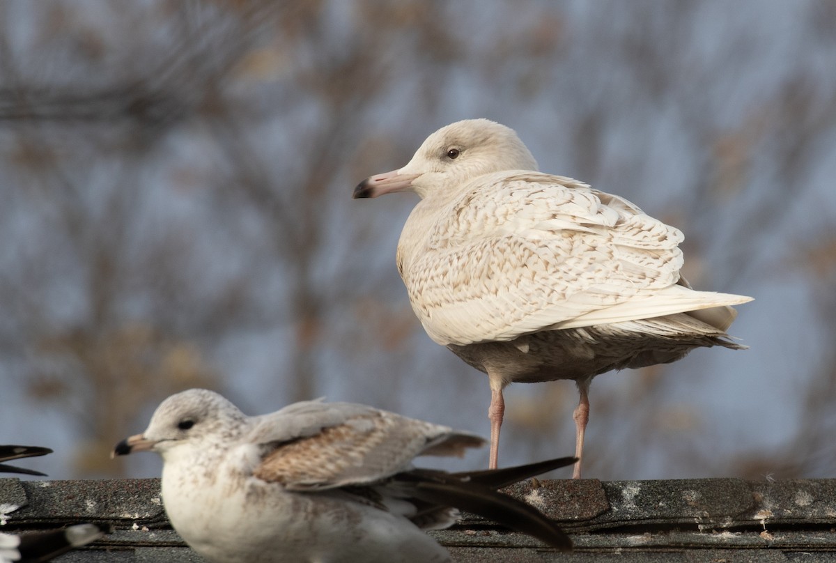 Glaucous Gull - ML647310570