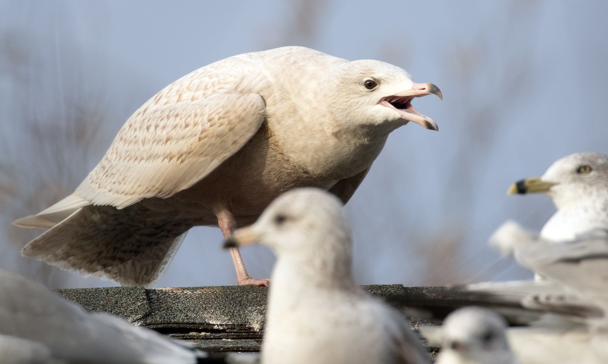 Glaucous Gull - ML647310571