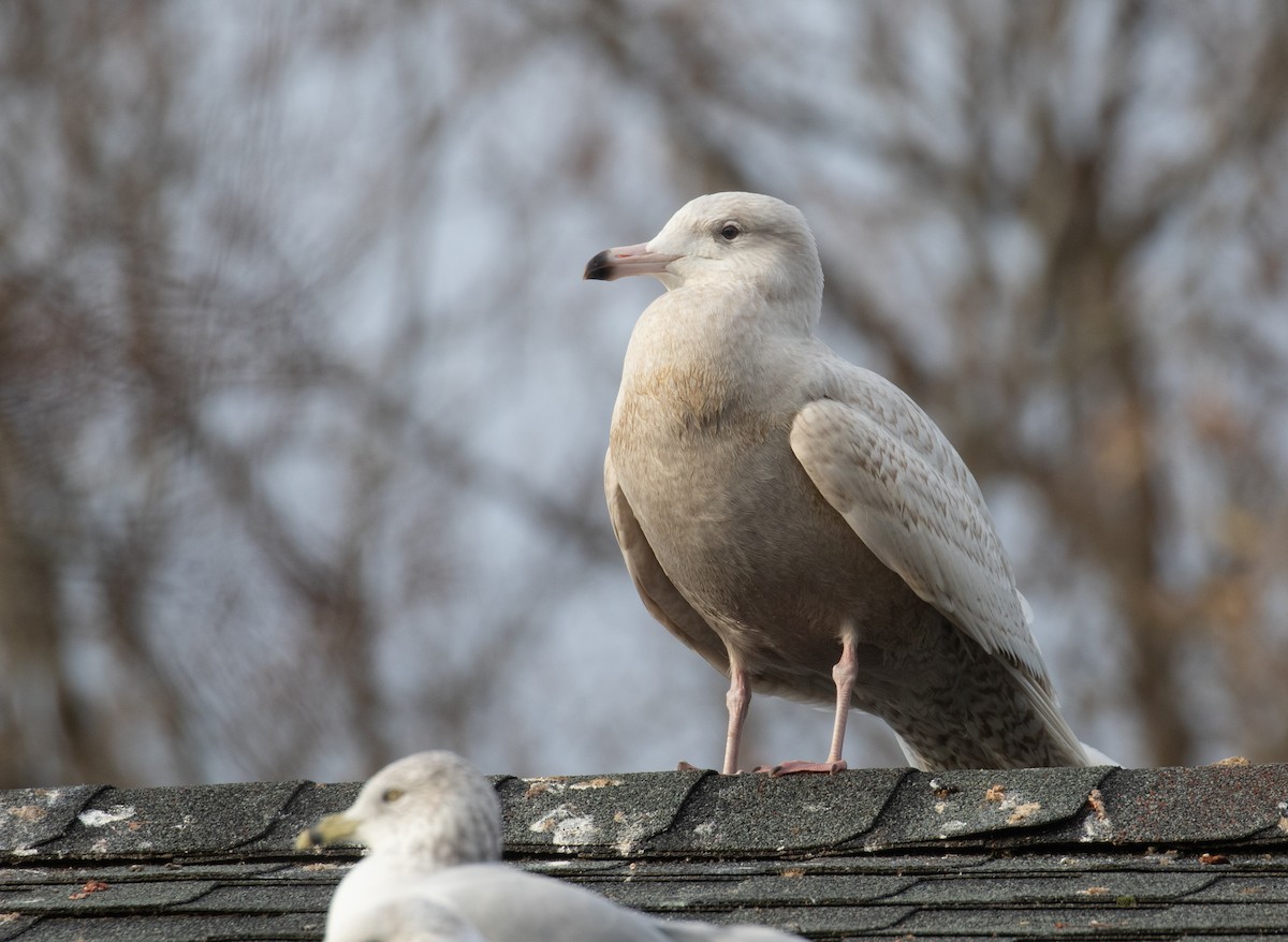 Glaucous Gull - ML647310572