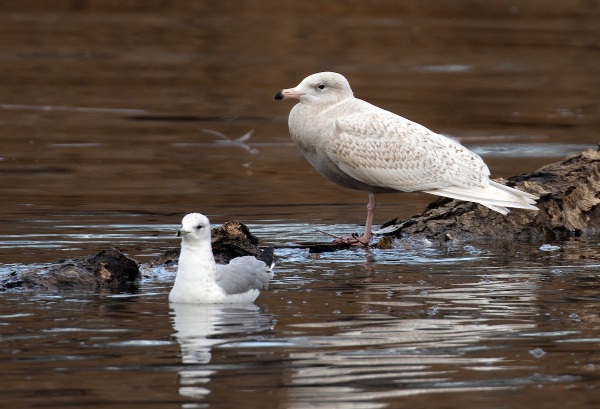 Glaucous Gull - ML647310573
