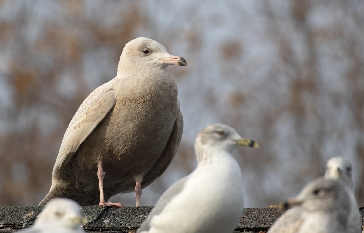 Glaucous Gull - ML647310575