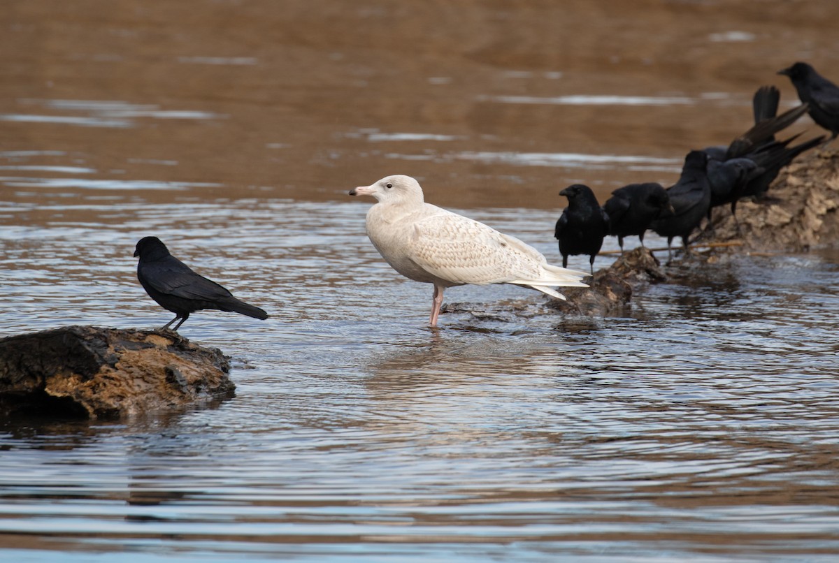 Glaucous Gull - ML647310576
