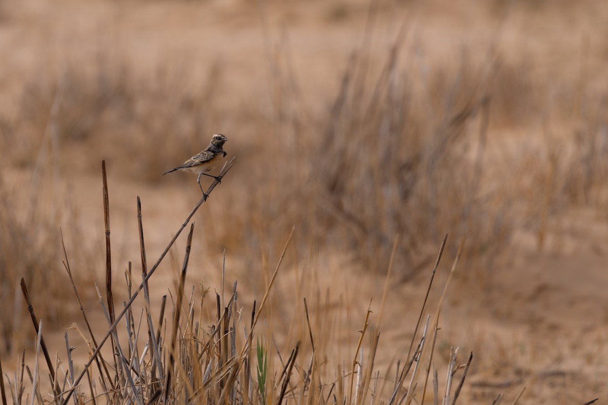 Мяраан чогчиго - ML647310587