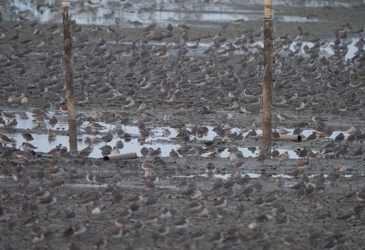 jespák obecný - ML647310590