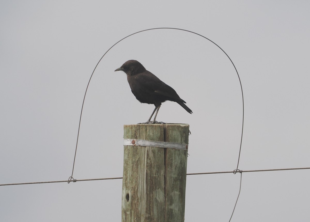 Northern Anteater-Chat - ML647310591
