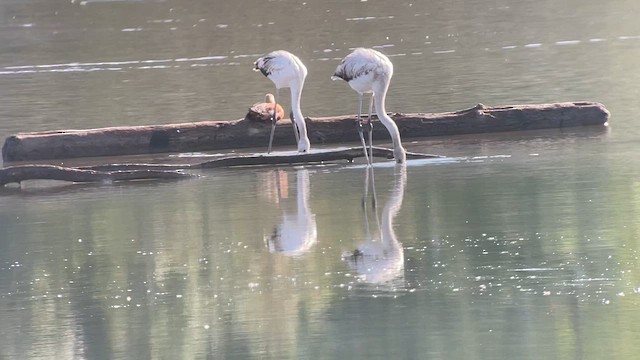 Greater Flamingo - ML647310601