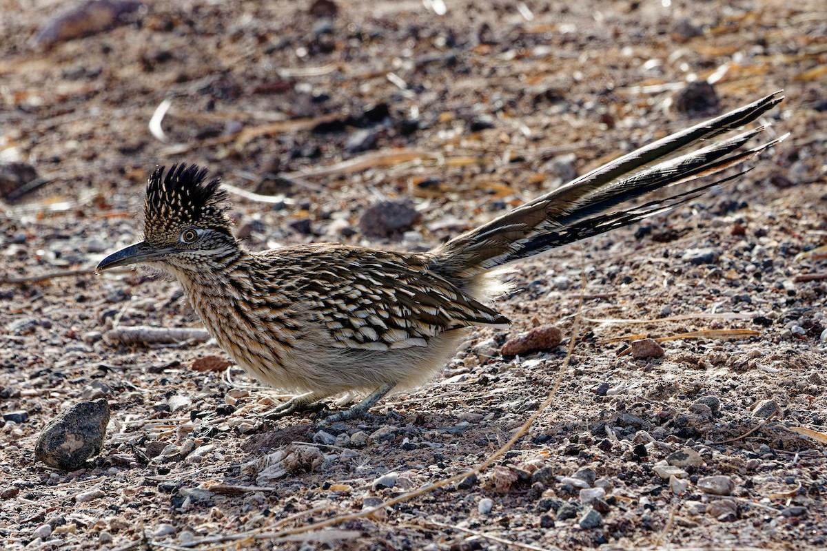 Greater Roadrunner - ML647310631