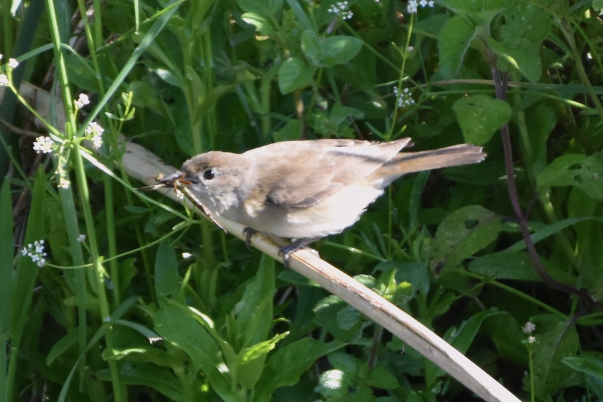 Garden Warbler - ML647310656