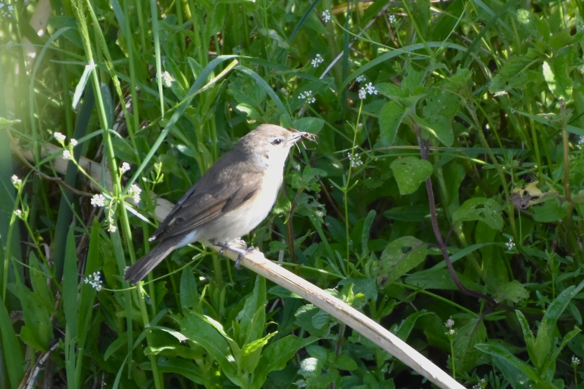 Garden Warbler - ML647310657