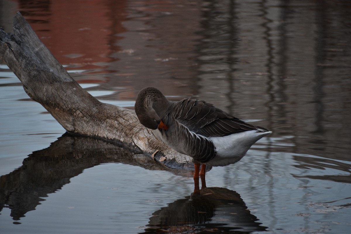 Graylag Goose (Domestic type) - ML647310665