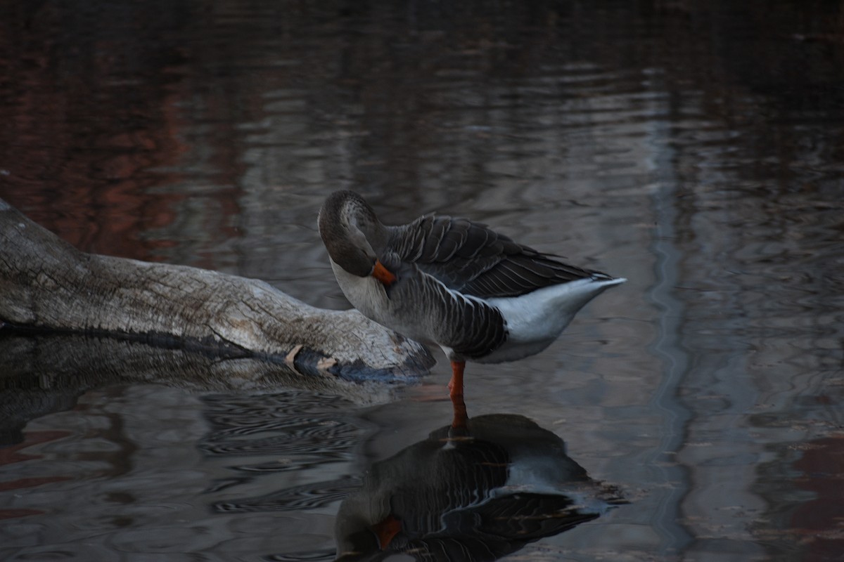 Graylag Goose (Domestic type) - ML647310666