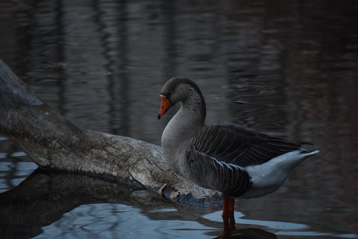 Graylag Goose (Domestic type) - ML647310667