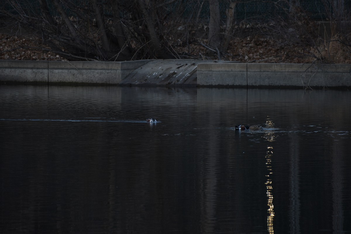 skjeand - ML647310678