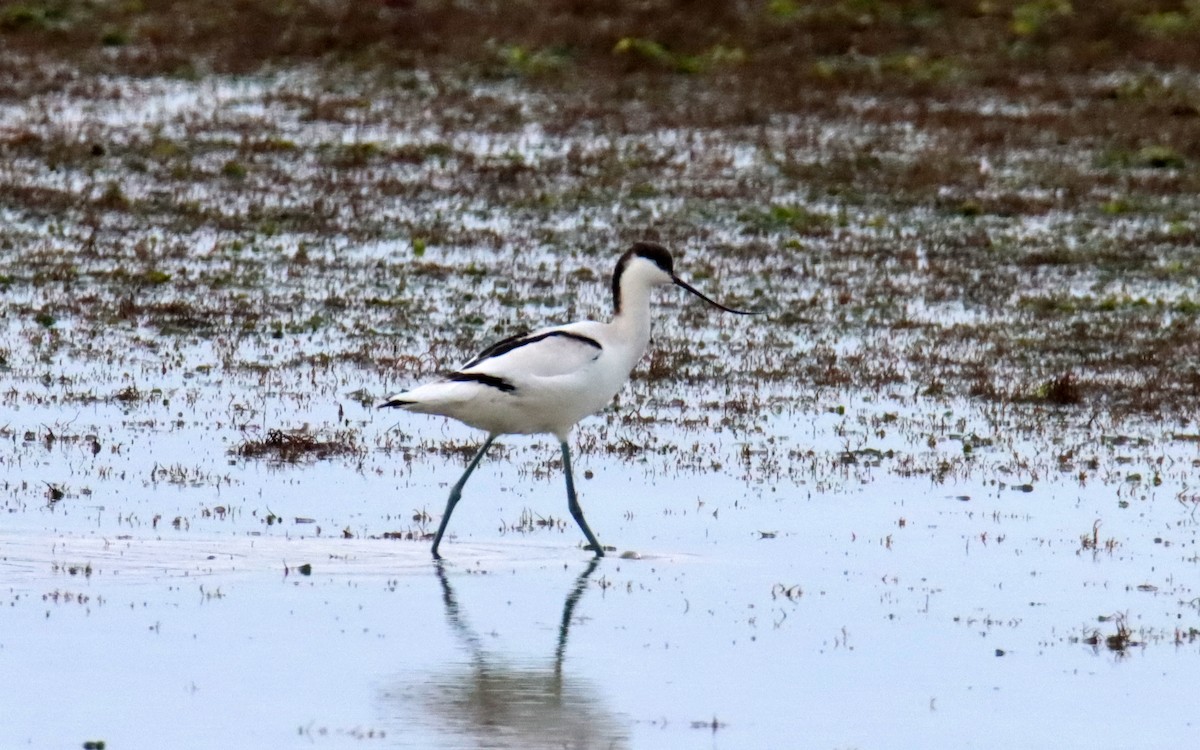 Säbelschnäbler - ML647310680