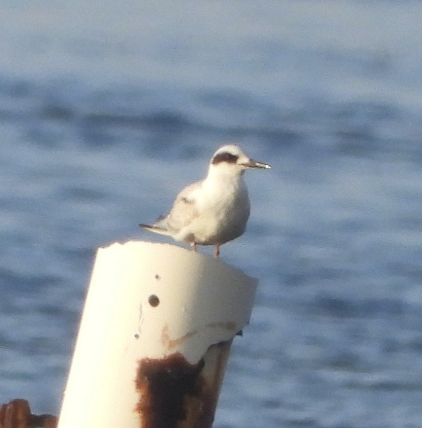 rybák severoamerický - ML647310681