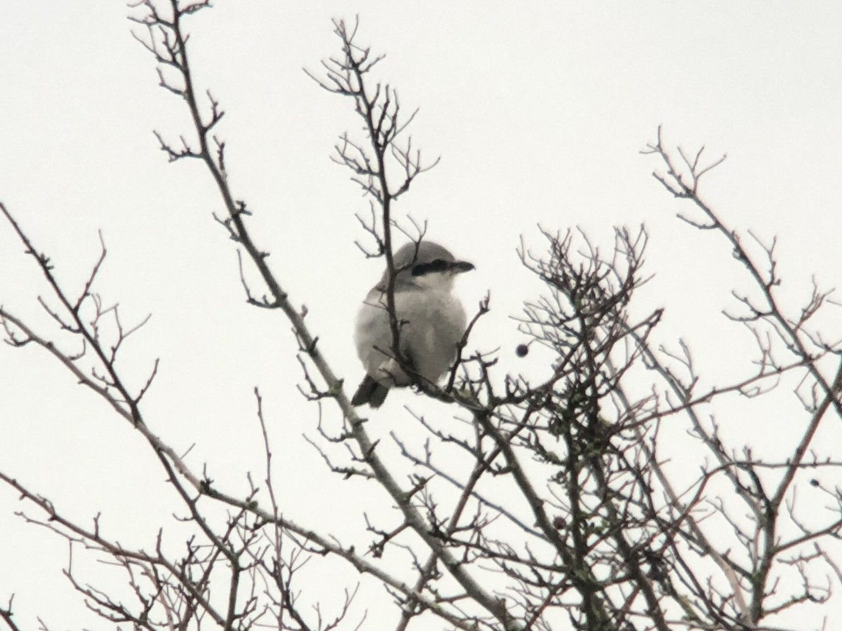 Great Gray Shrike - ML647310699