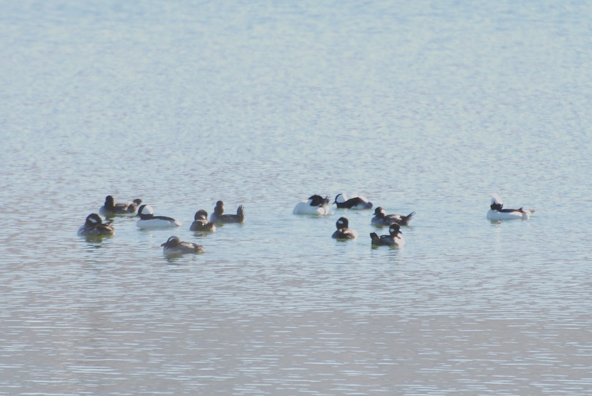 Bufflehead - ML647310706