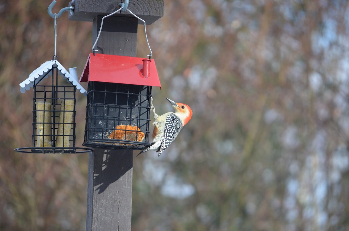 Carolinaspecht - ML647310707