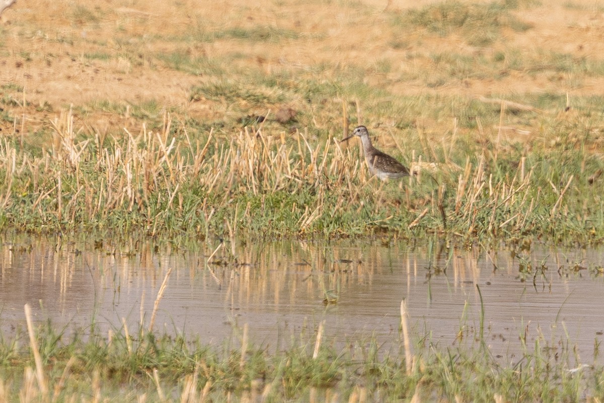 vodouš bahenní - ML647310723