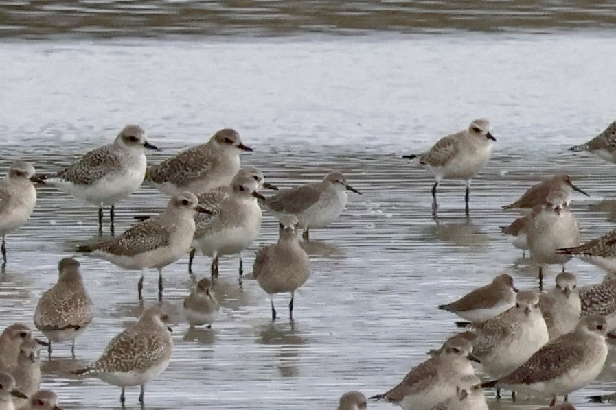 Bécasseau maubèche - ML647310727