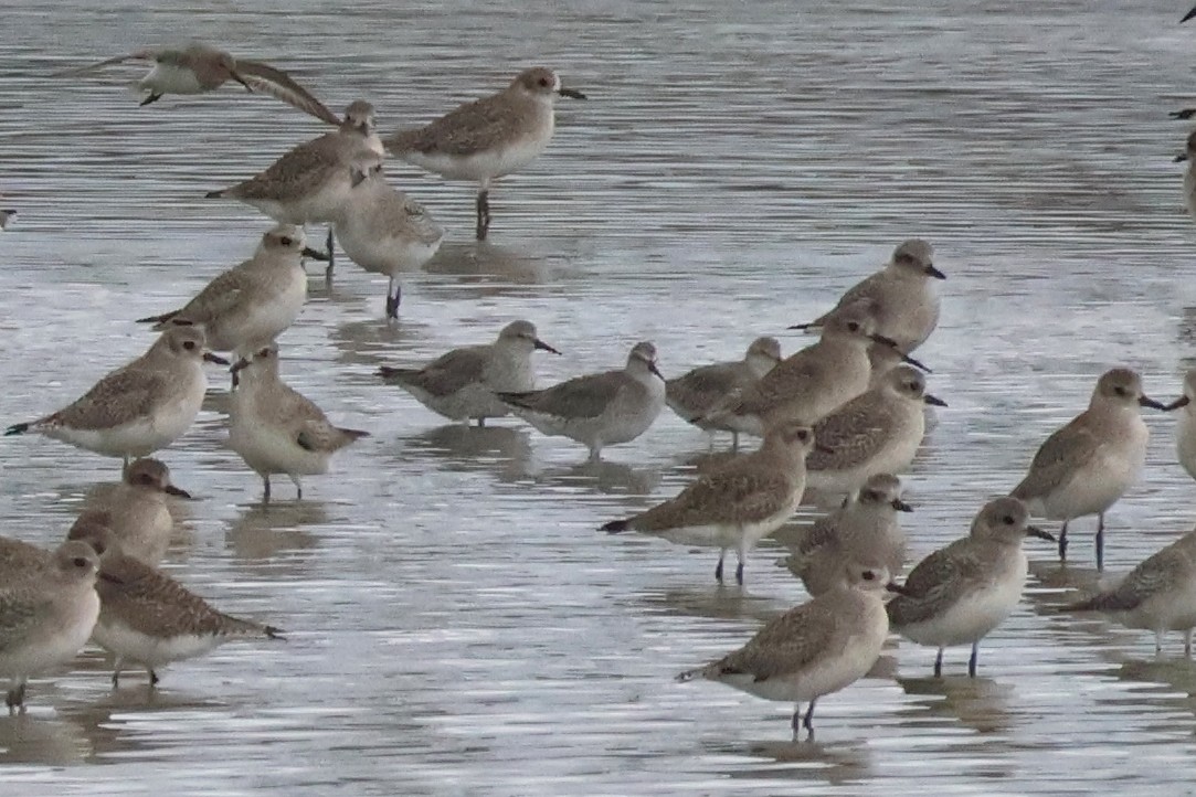 Bécasseau maubèche - ML647310728