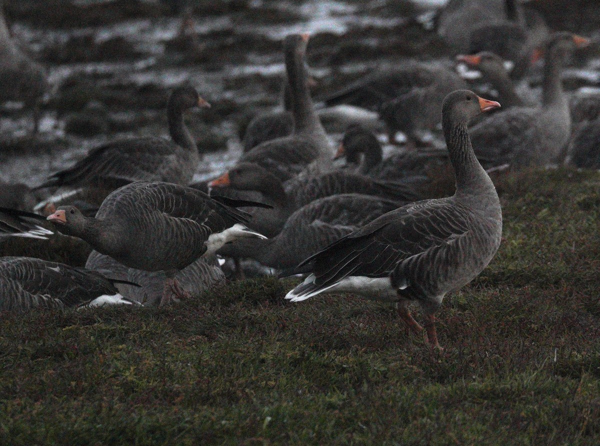 Graylag Goose - ML647310754