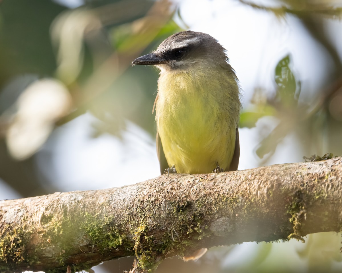 Golden-bellied Flycatcher - ML647310758