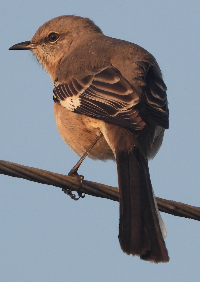 Пересмішник багатоголосий - ML647310764