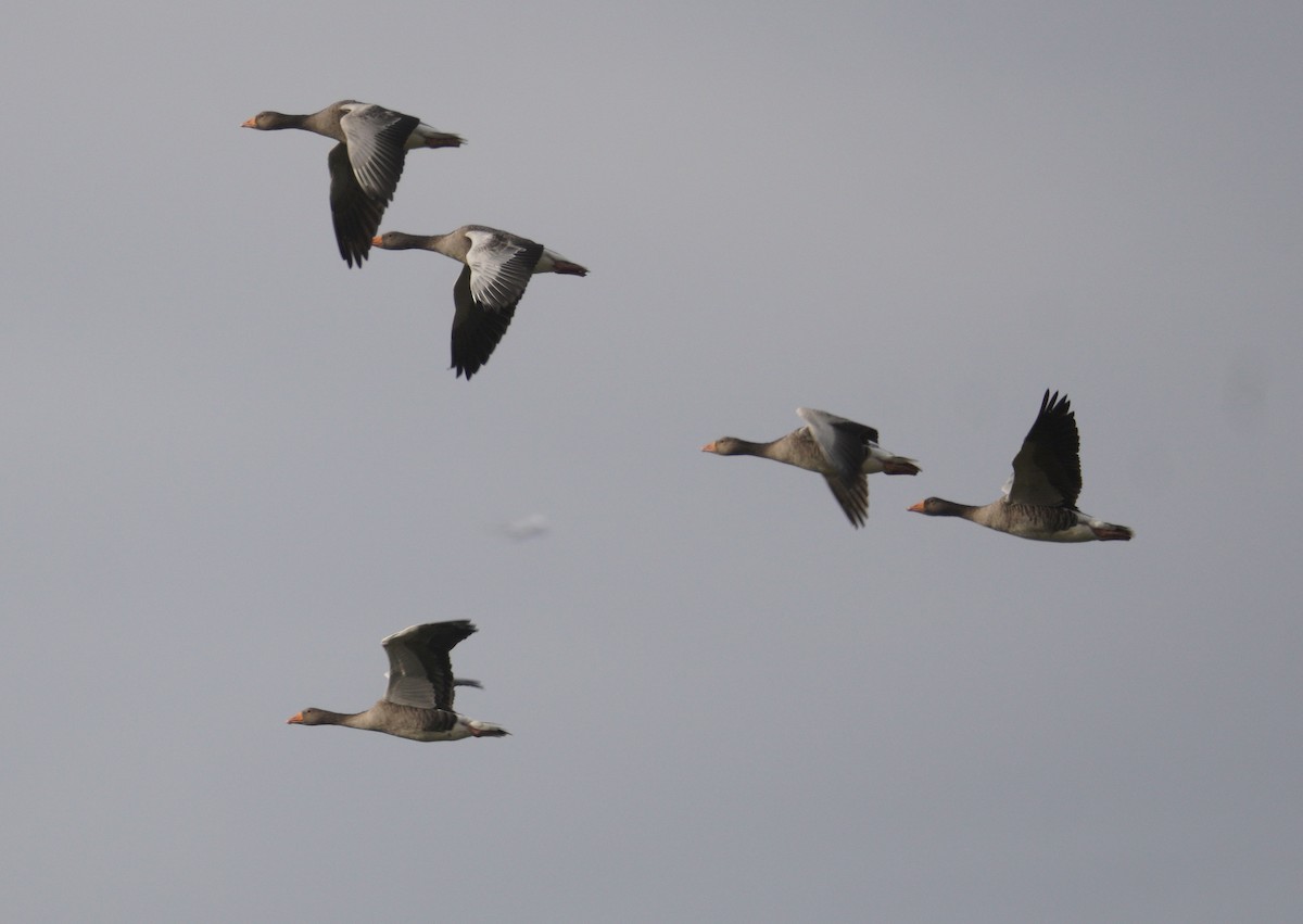 Graylag Goose - ML647310765