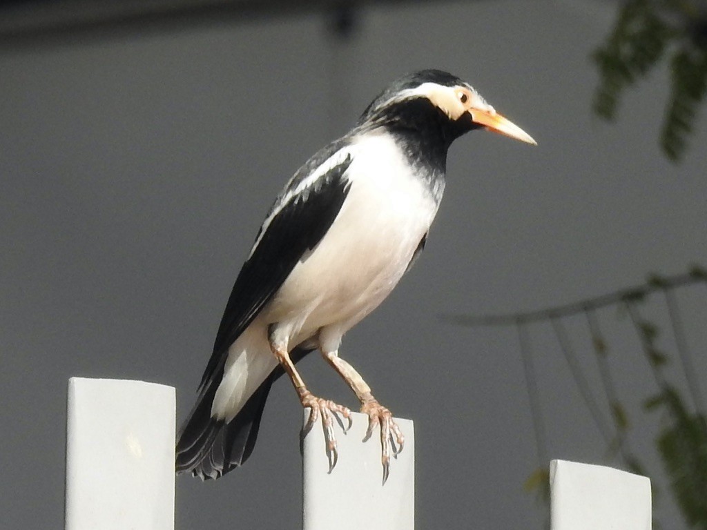 Indian Pied Starling - ML647310771