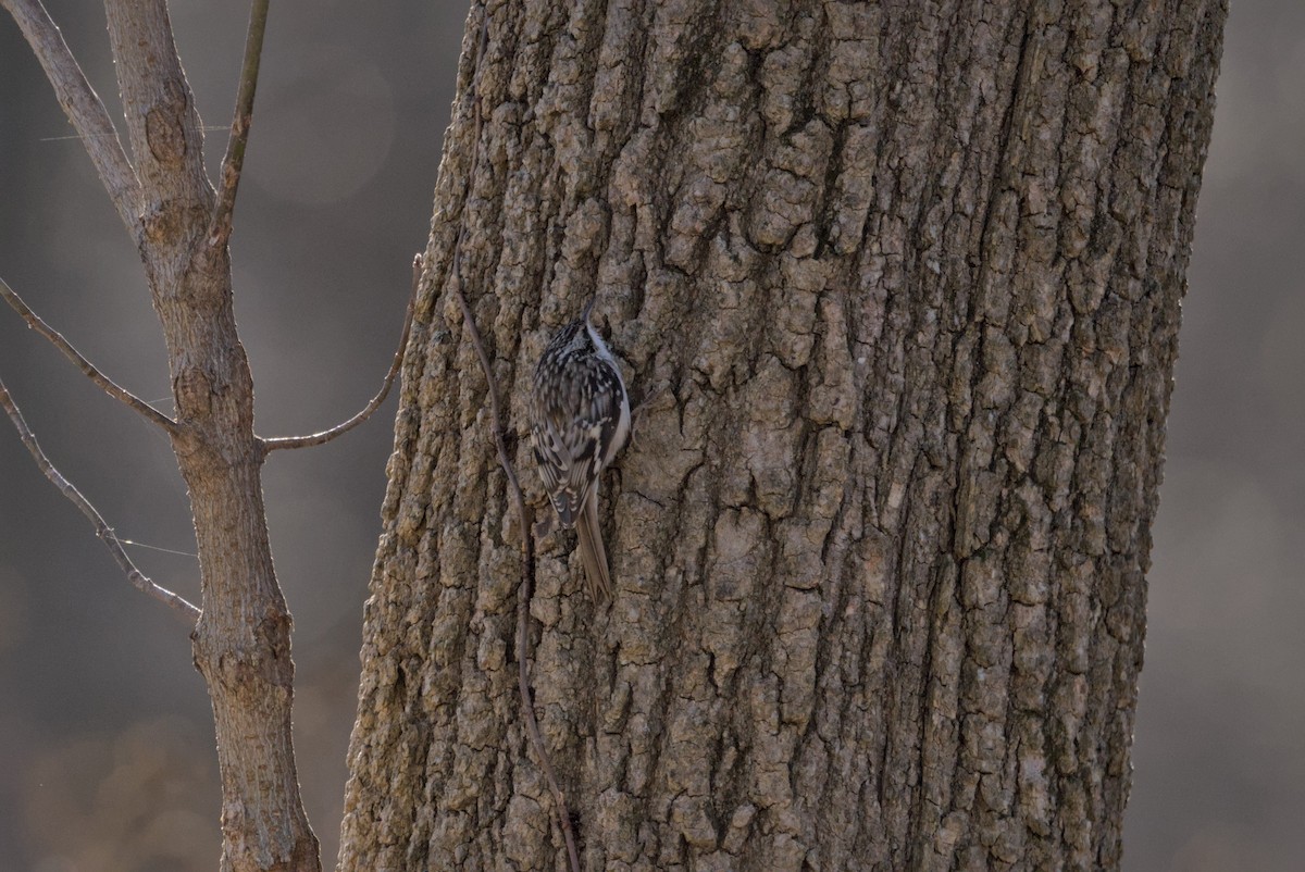 Brown Creeper - ML647310796