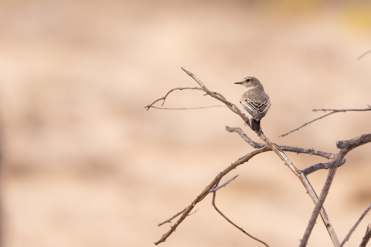 Мяраан чогчиго - ML647310818