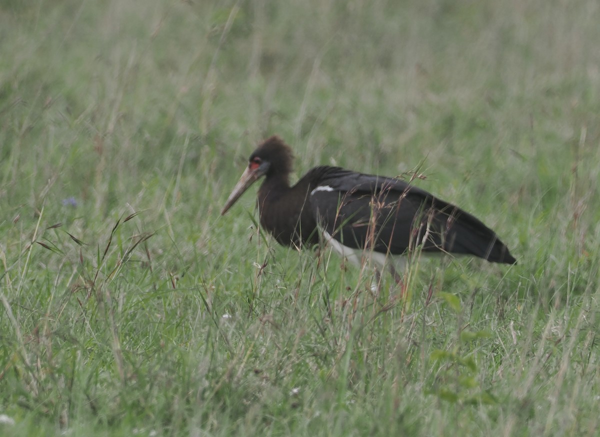 Abdim's Stork - ML647310825