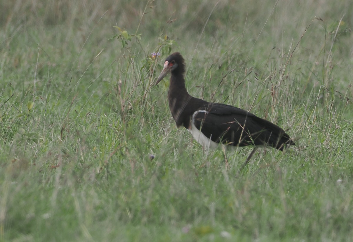 Abdim's Stork - ML647310830