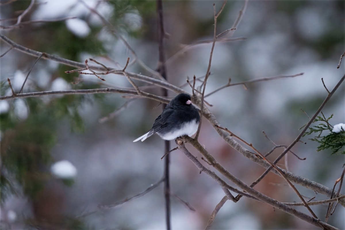 Winterammer - ML647310832