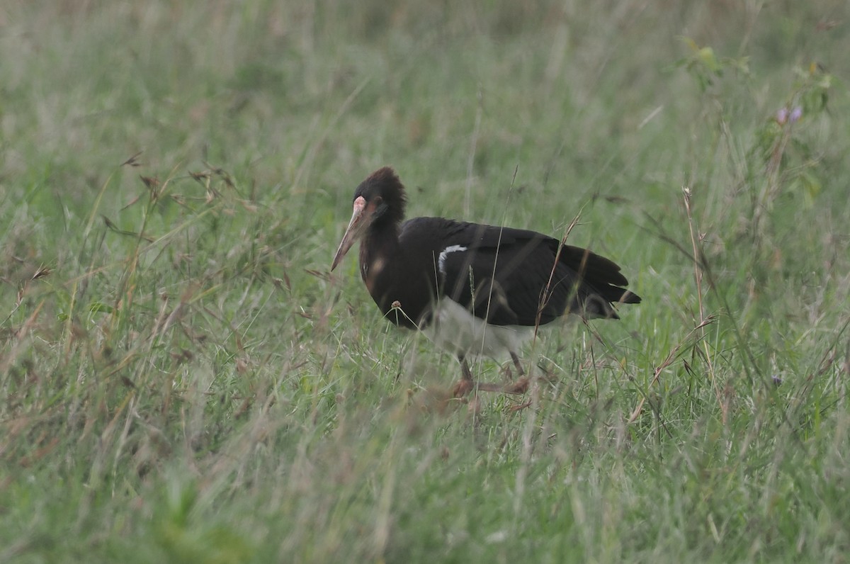 Abdim's Stork - ML647310839