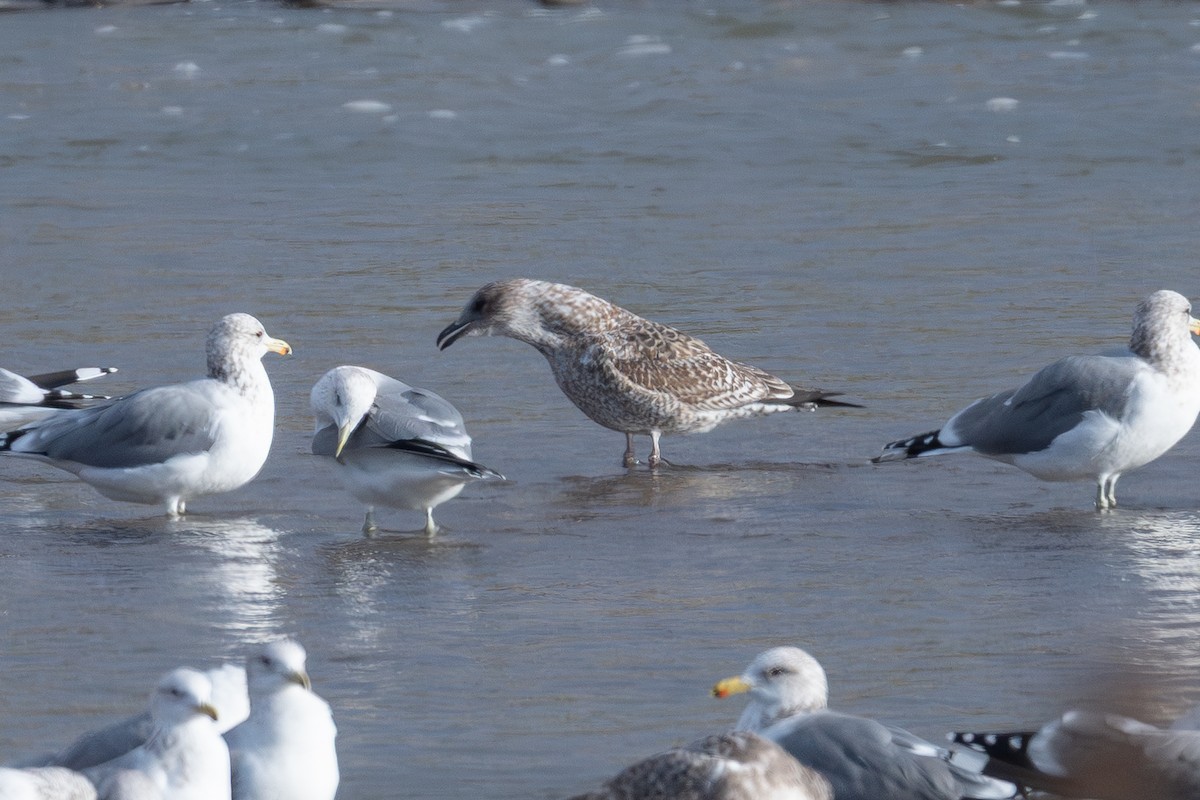 Kara Sırtlı Martı - ML647310842