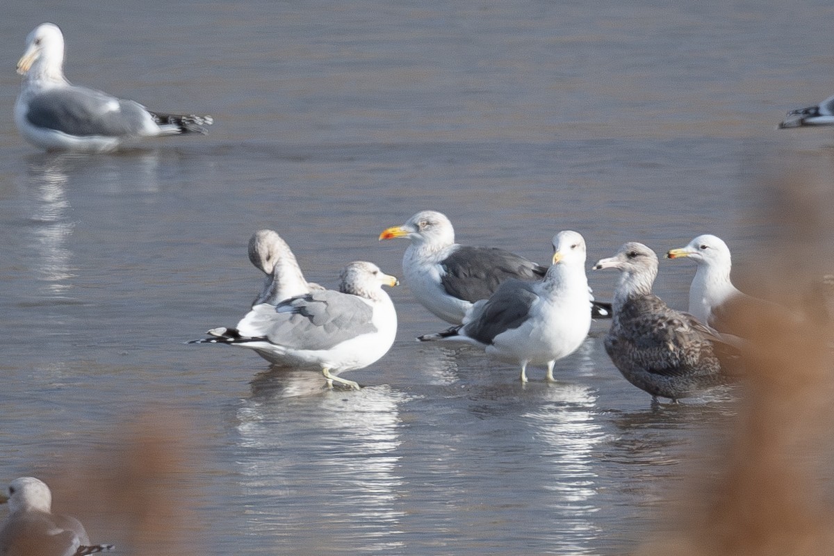 Kara Sırtlı Martı - ML647310843