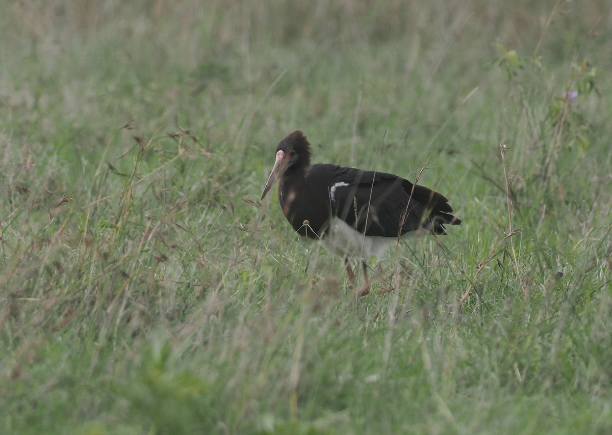 Abdim's Stork - ML647310849