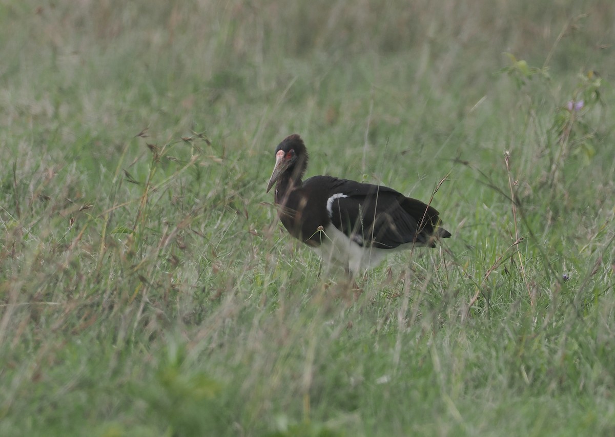 Abdim's Stork - ML647310852