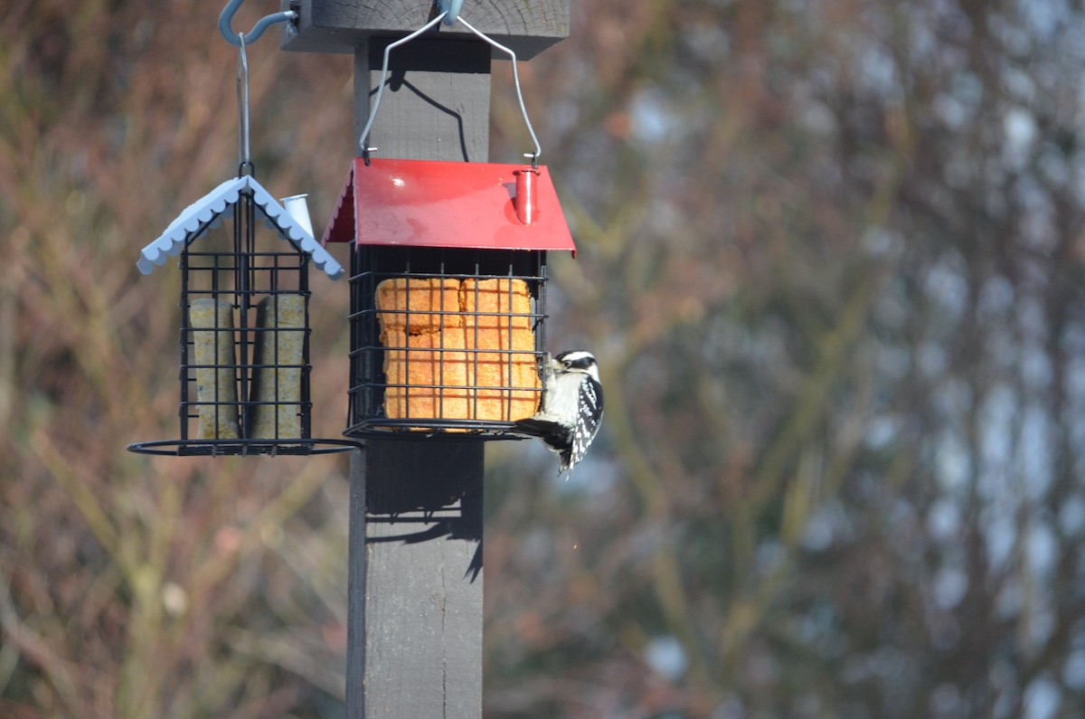 Dunenspecht - ML647310878