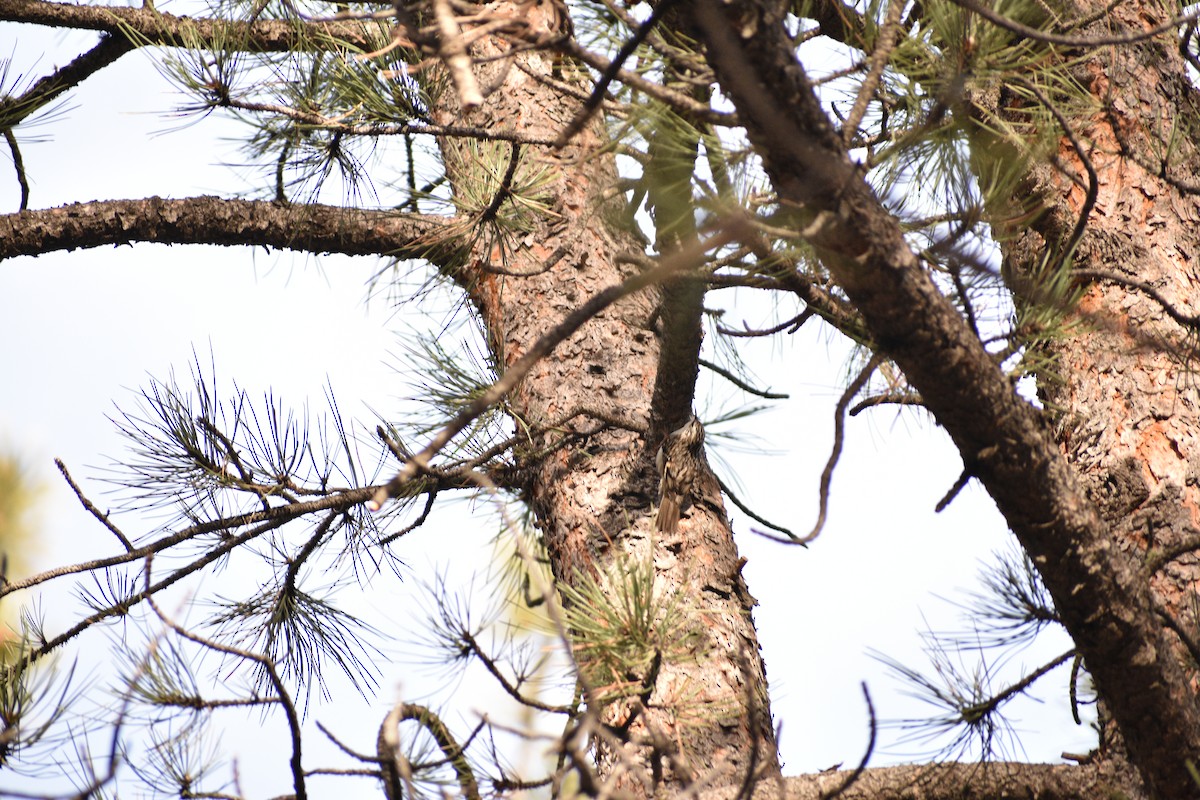 Brown Creeper - ML647310897