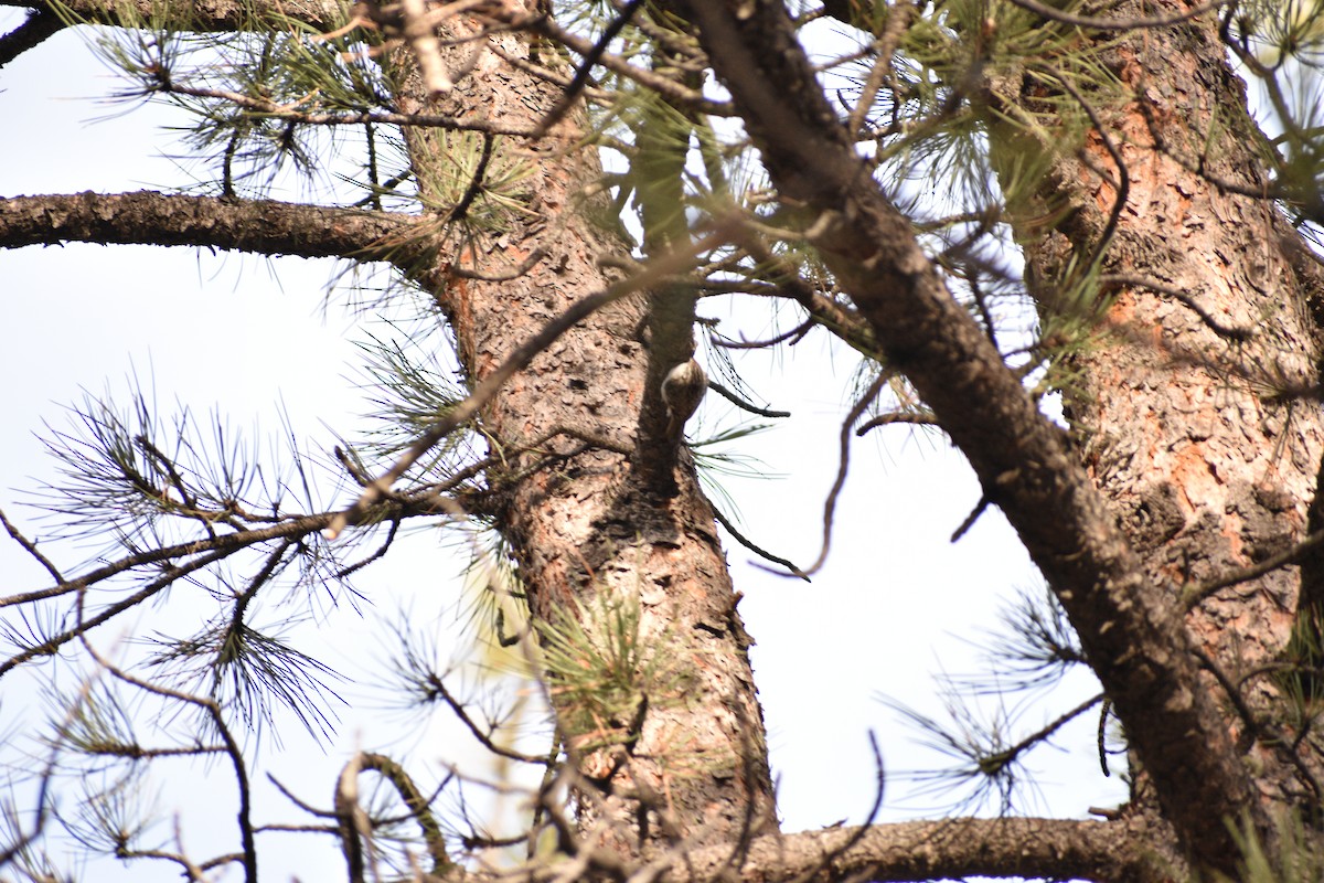 Brown Creeper - ML647310899