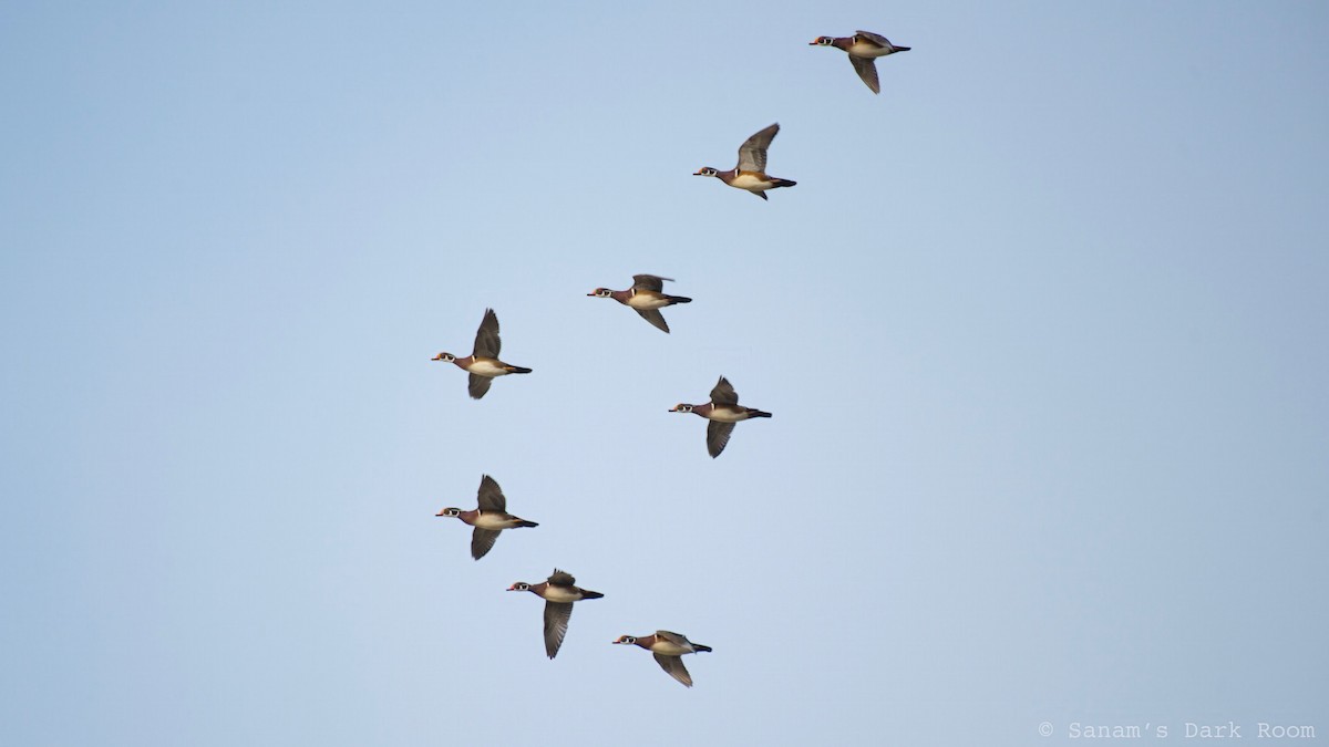 Ahate karolinarra - ML647310903