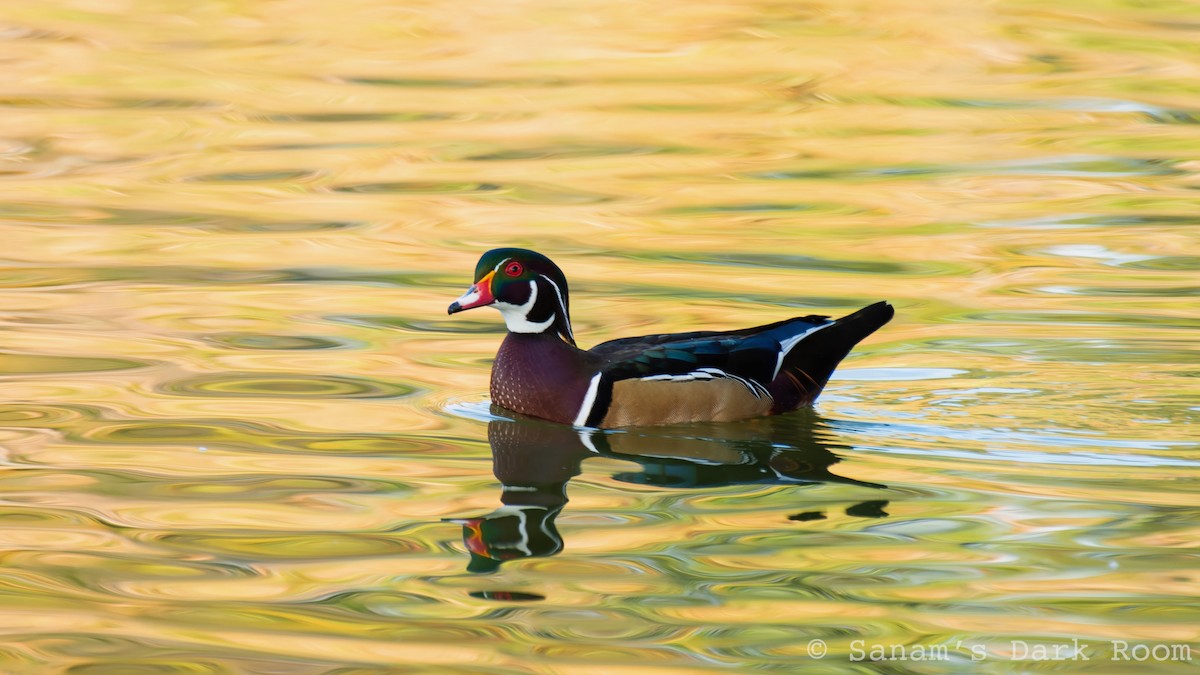 Ahate karolinarra - ML647310906