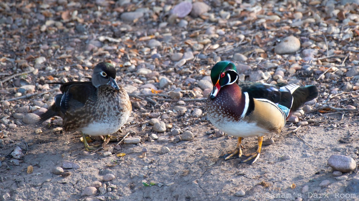 Ahate karolinarra - ML647310908