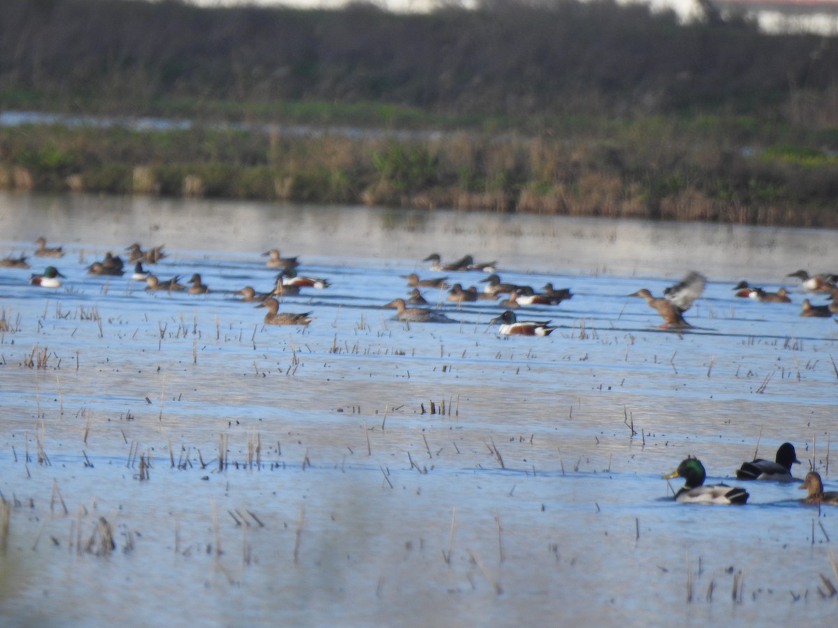 skjeand - ML647310924