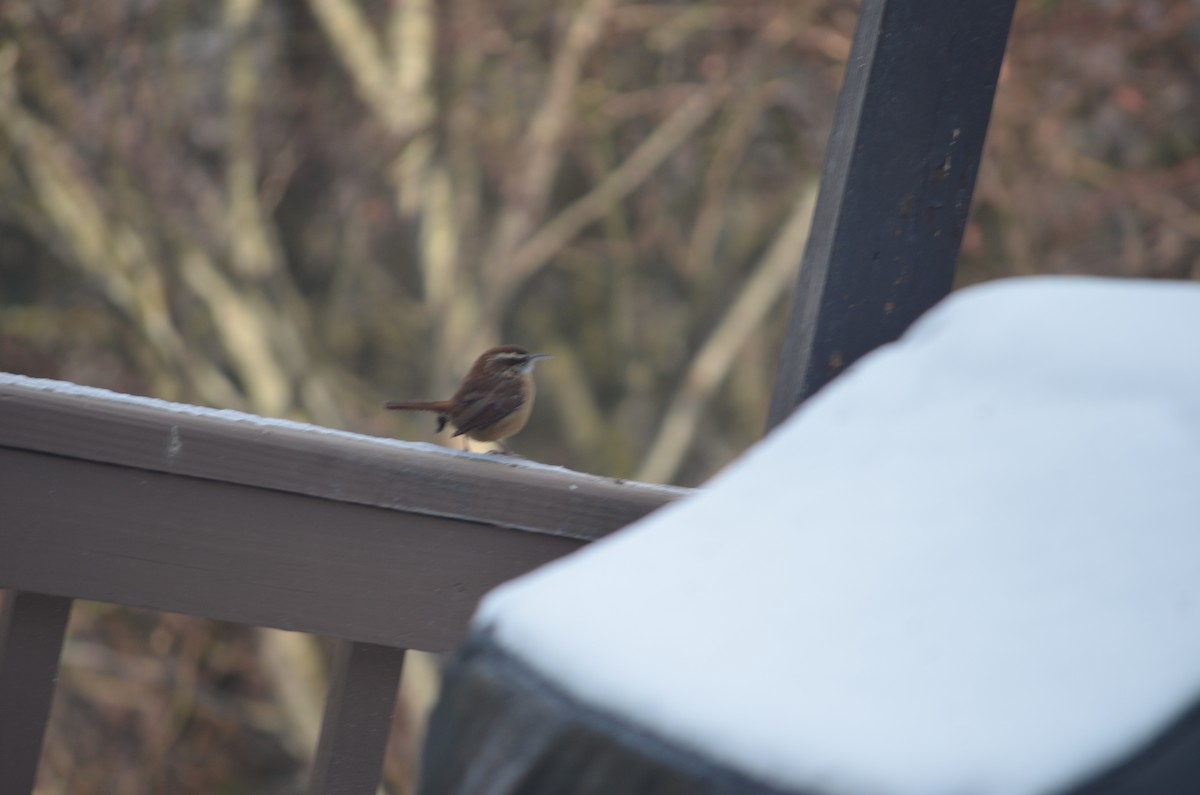 Carolinazaunkönig - ML647310947