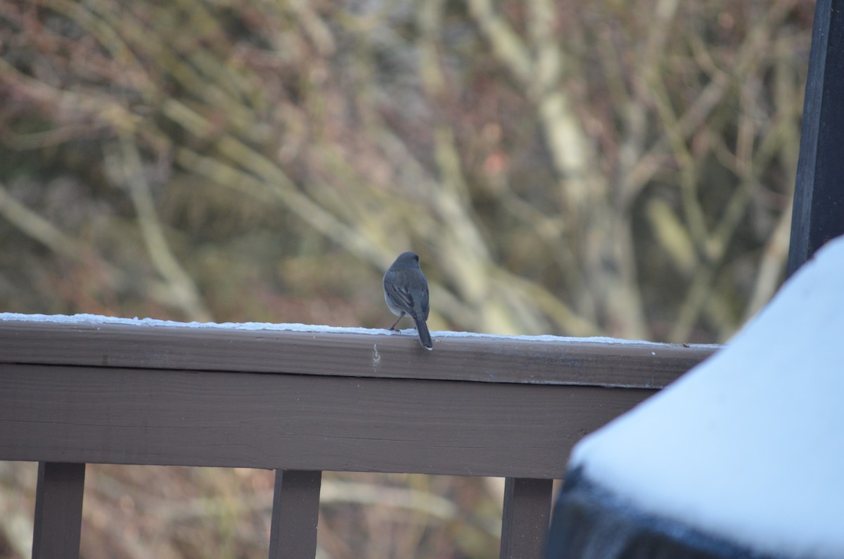 Winterammer - ML647310961